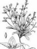  Swertia Dichotomum Extract 